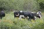 Livestock Certificate Home Study | Animal Husbandry Distance Education