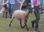 Livestock Certificate Home Study | Animal Husbandry Distance Education Livestock Certificate Home Study | Animal Husbandry Distance Education